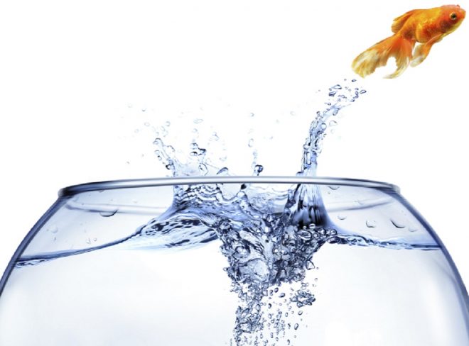 pesce cambiamento