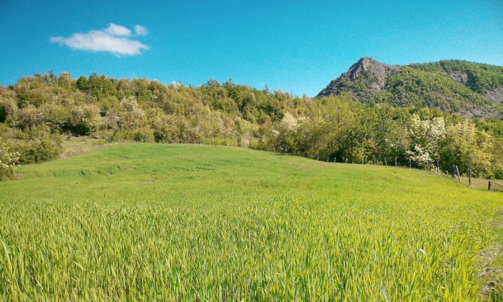Azienda agricola roberto ferrari grano