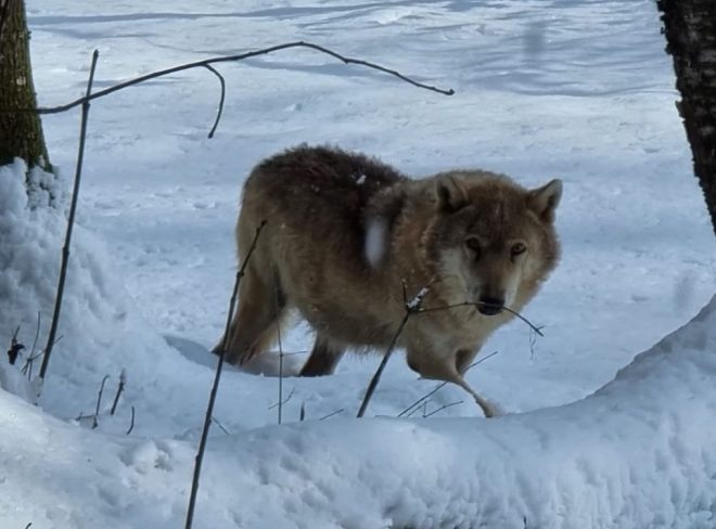 Lupo Entracque