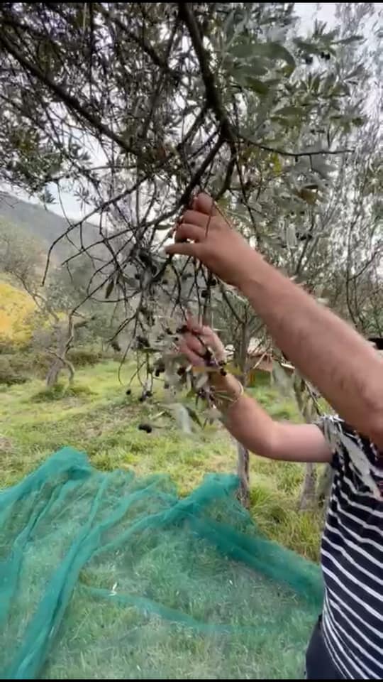 Raccolta olive
