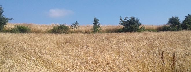 grano campi ferrari min