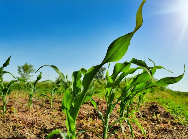 transizione ecologica agricoltura