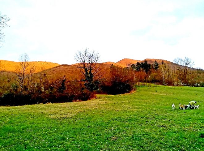 Il Bosco Magico 1