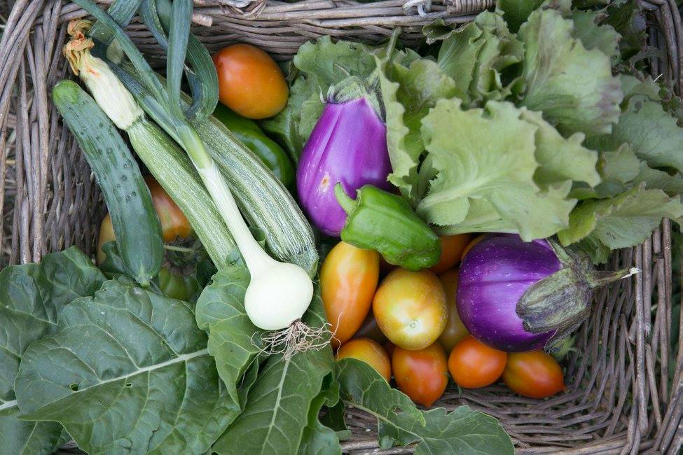 Il Giardino di Torricola8