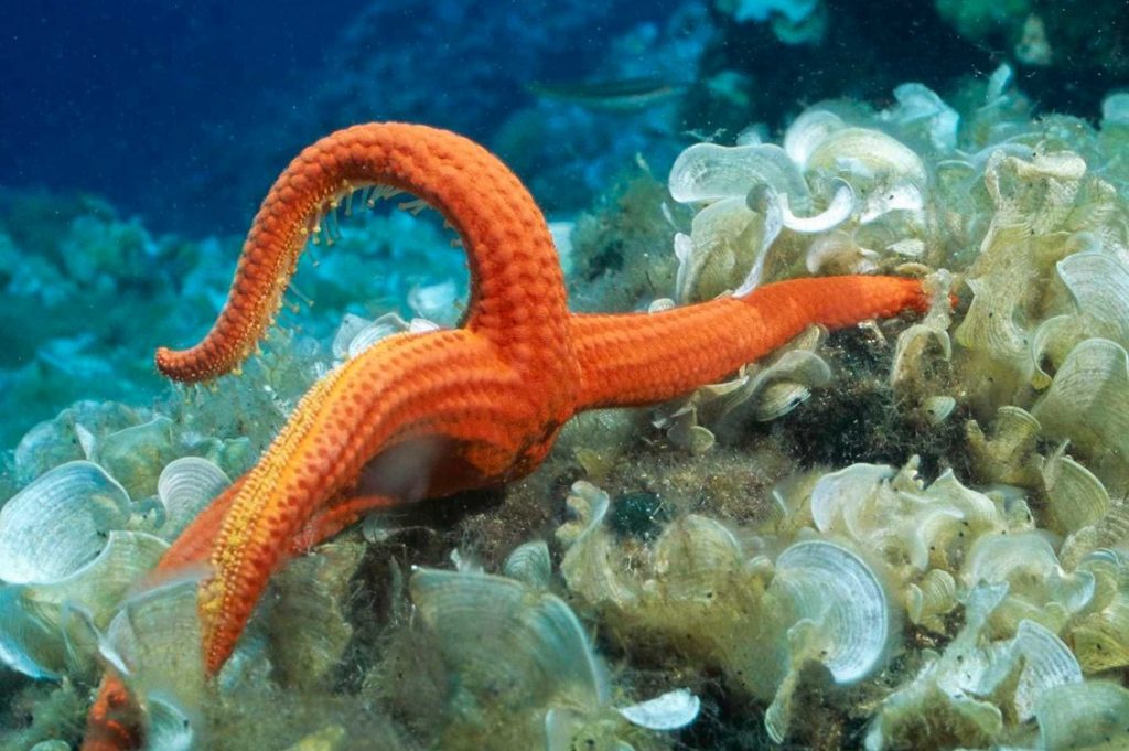 adriatico