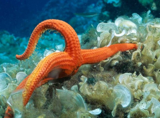 adriatico