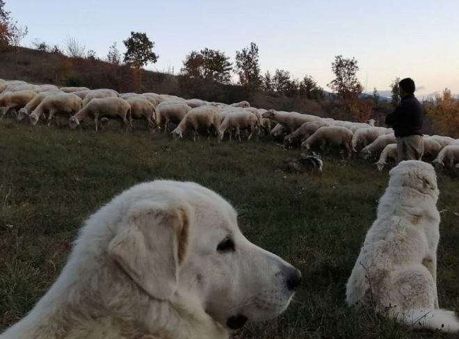 cani da guardia stalla ciuchi