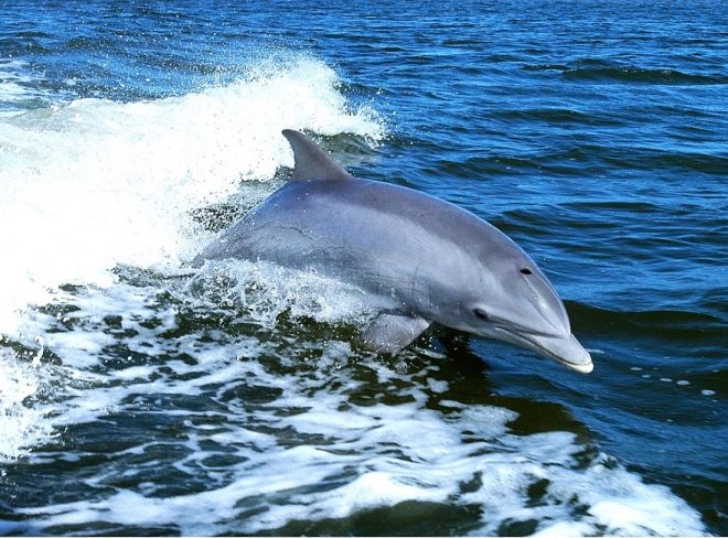dolphin gc1c7b3adb 1280