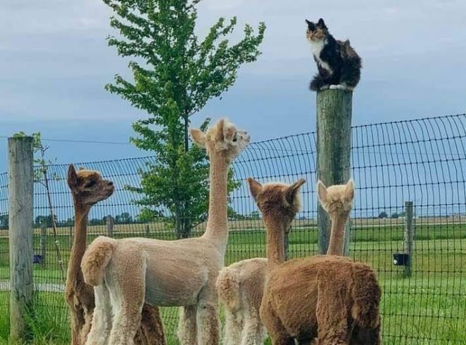 gatto alpaca 1