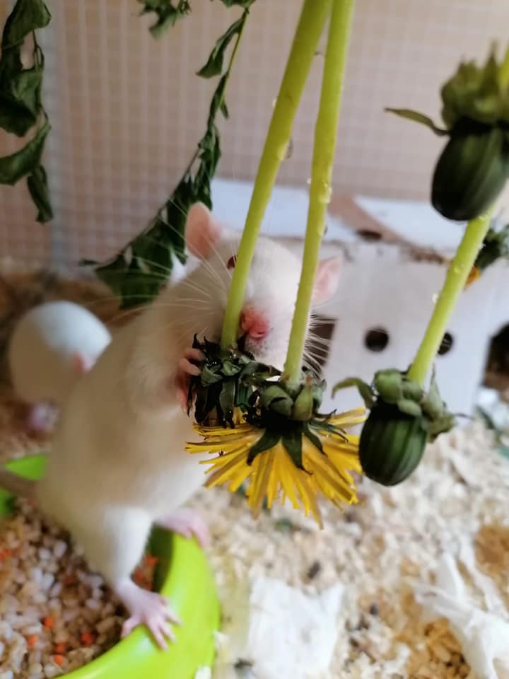 ratte