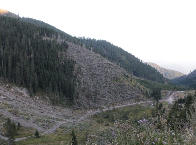 vaia