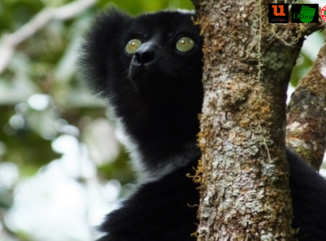 Lemuri3