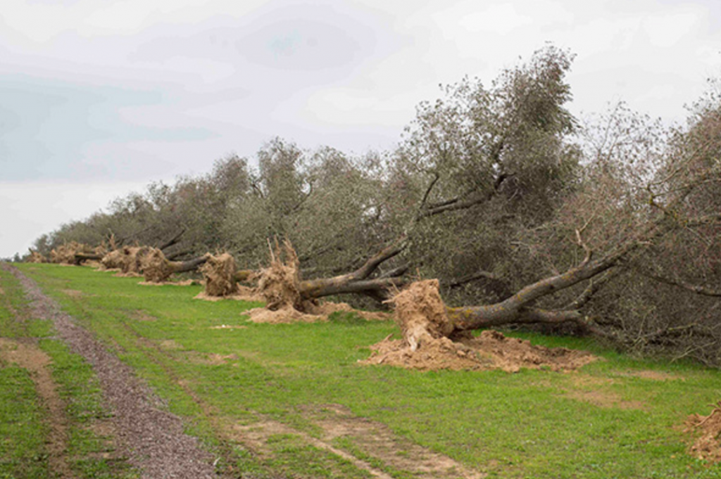 Ulivi eradicati in Salento