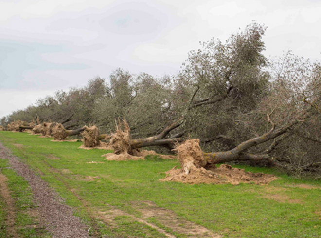 Ulivi eradicati in Salento