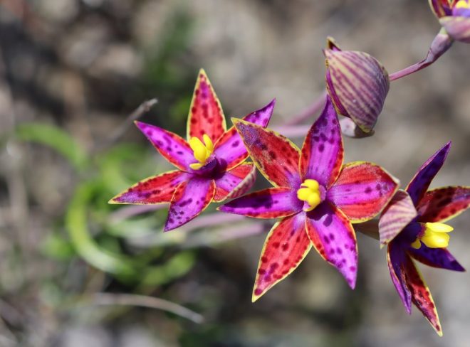 orchidea 2
