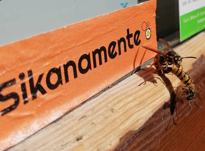 sikanamente 2 1