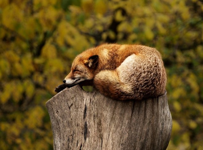 volpe dormire