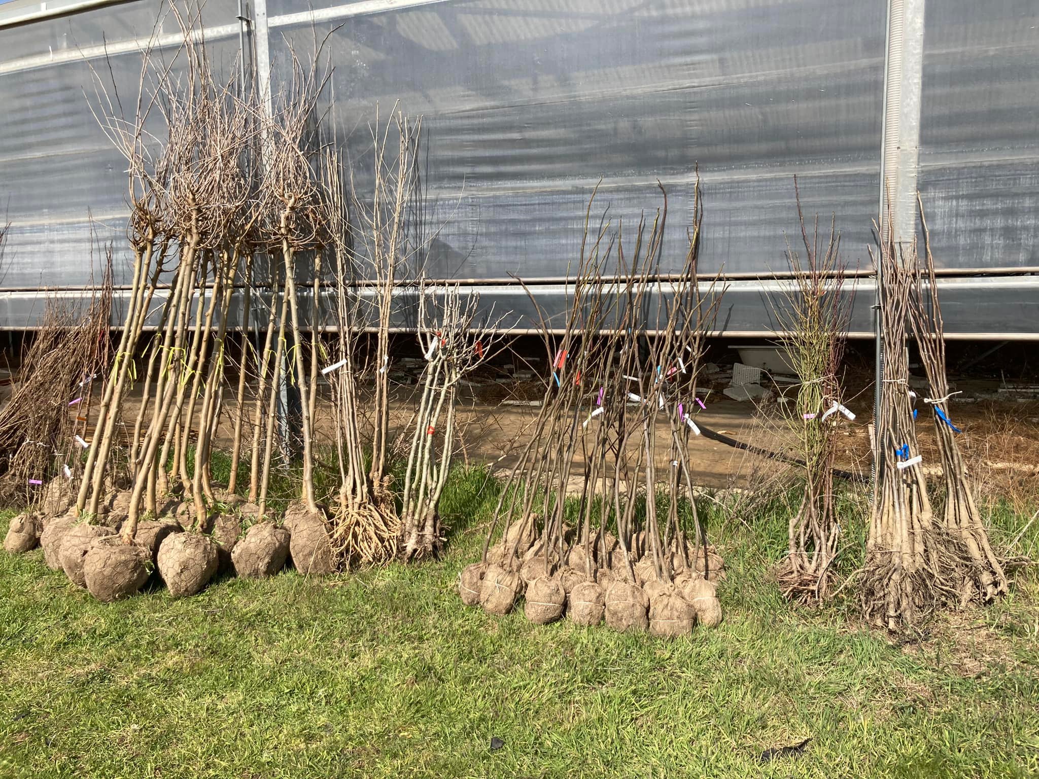 Alberi in Periferia3 1