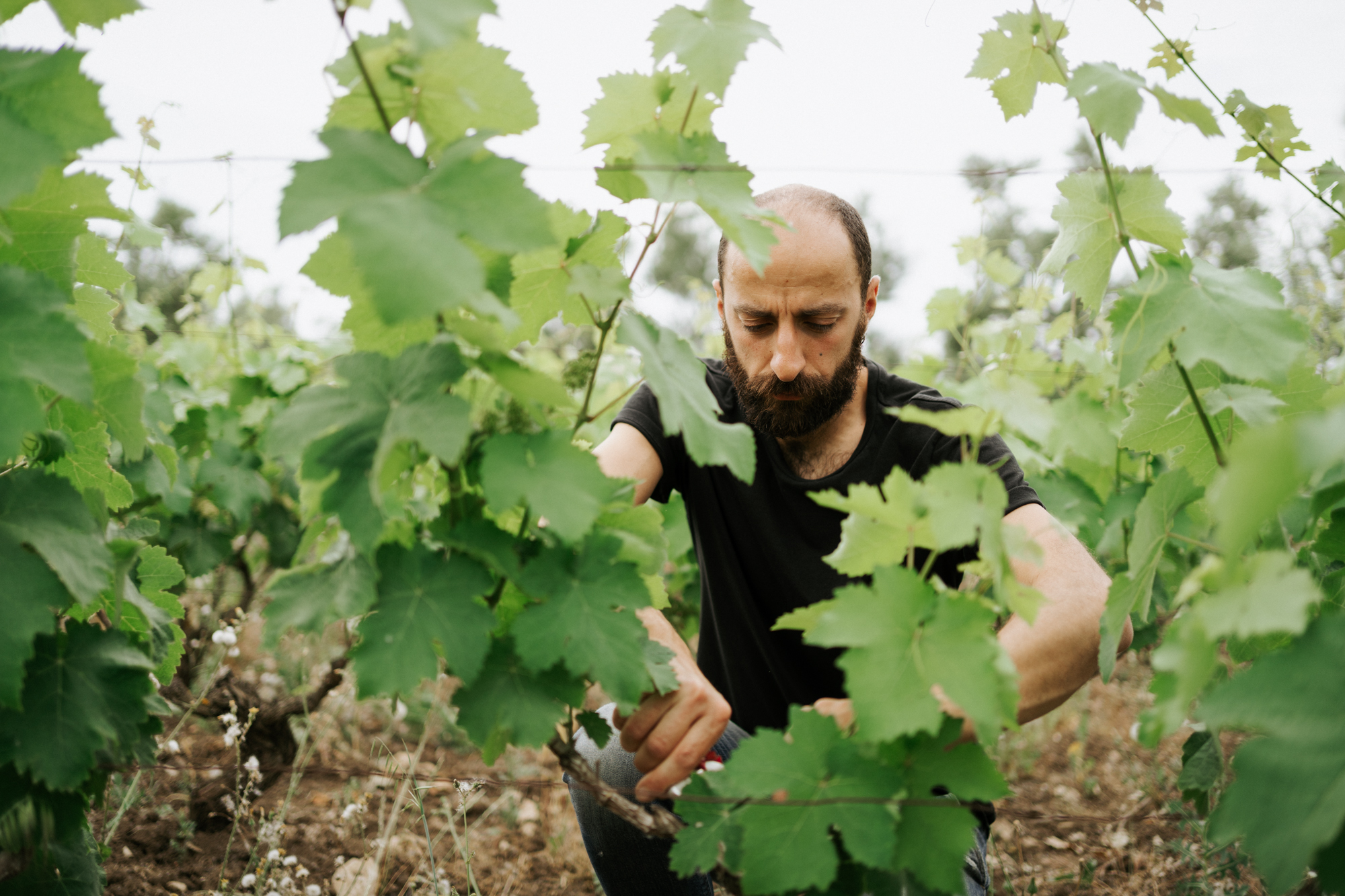 Fedeli alla Vigna 3