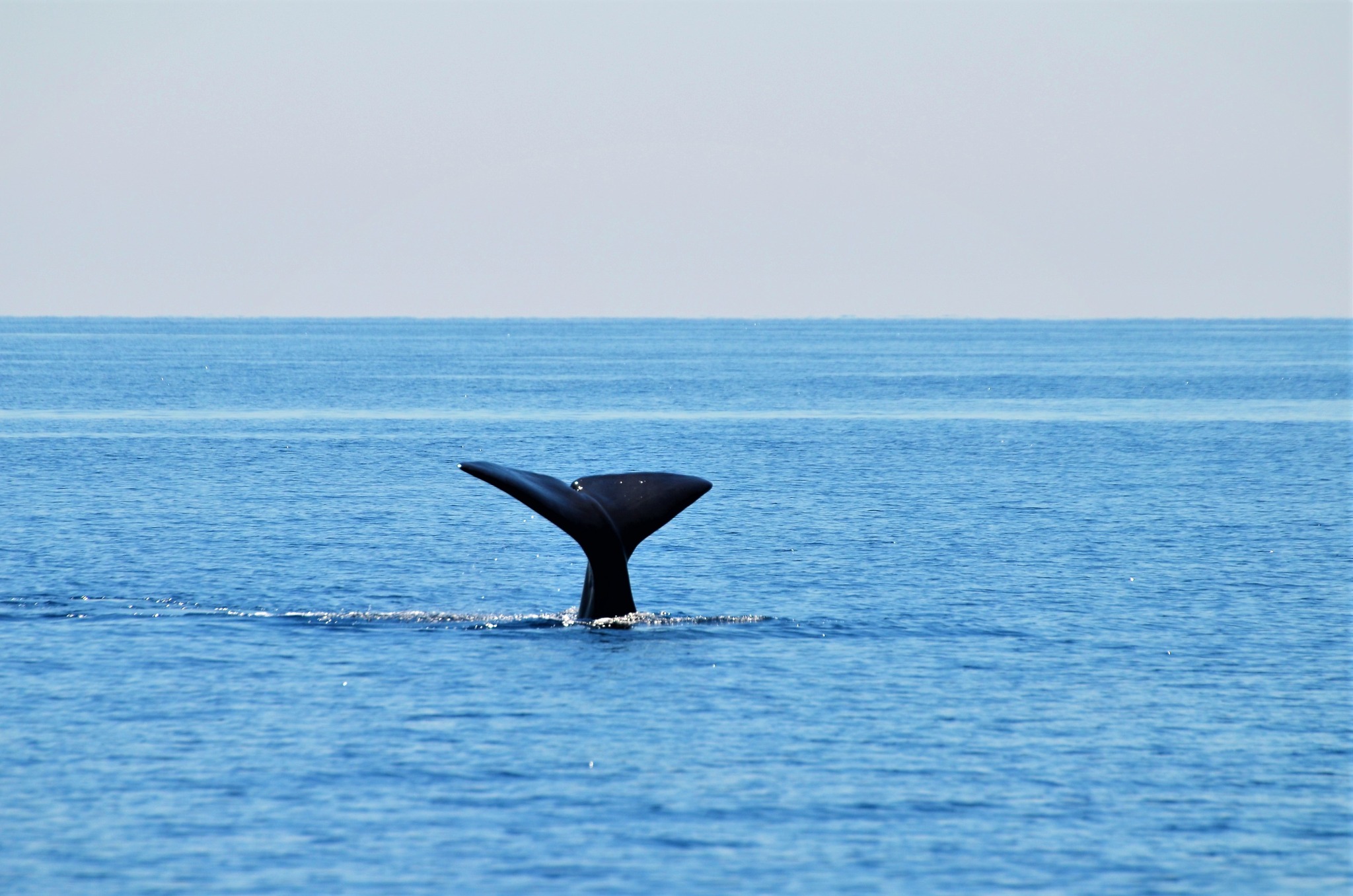 Jonian Dolphin Conservation 2