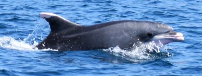 Jonian Dolphin Conservation cover