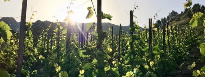 azienda agricola giuseppe cipolla