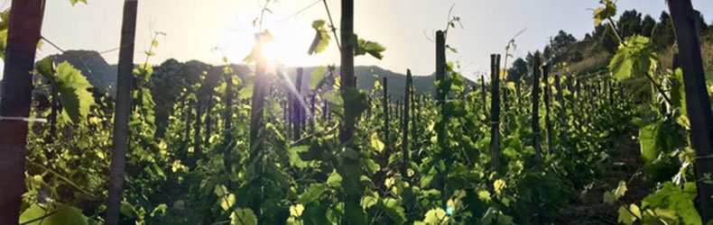 azienda agricola giuseppe cipolla