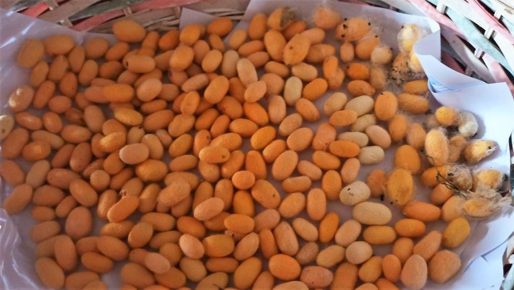 bachi da seta cestino