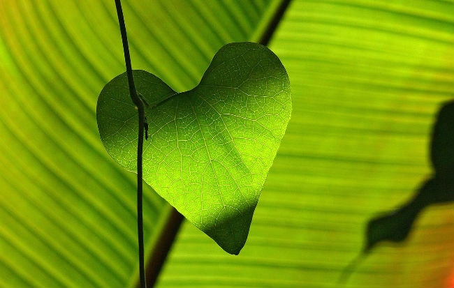 cuore cure naturali