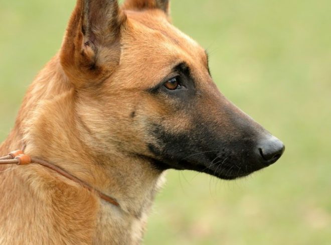 malinoi