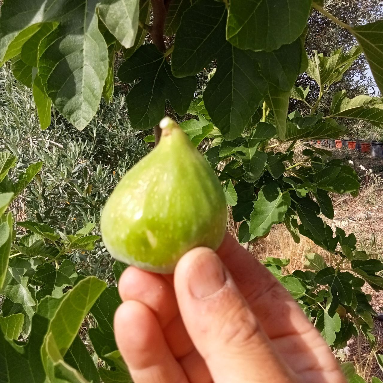 radice sicula 5