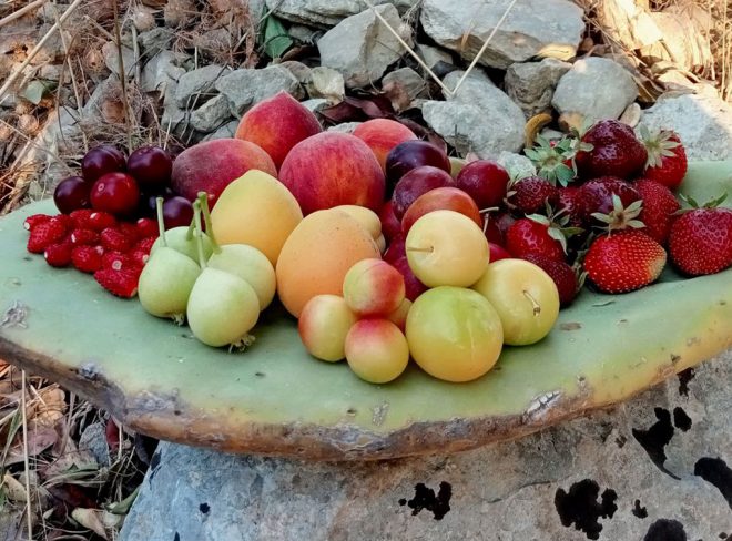radice sicula frutta