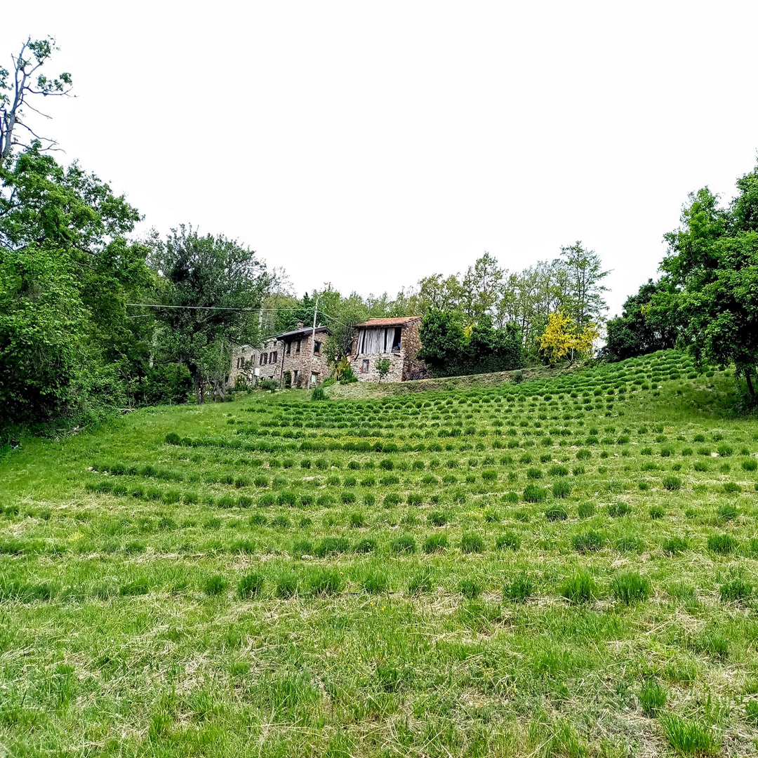 Azienda agricola Roncolo Bosco1