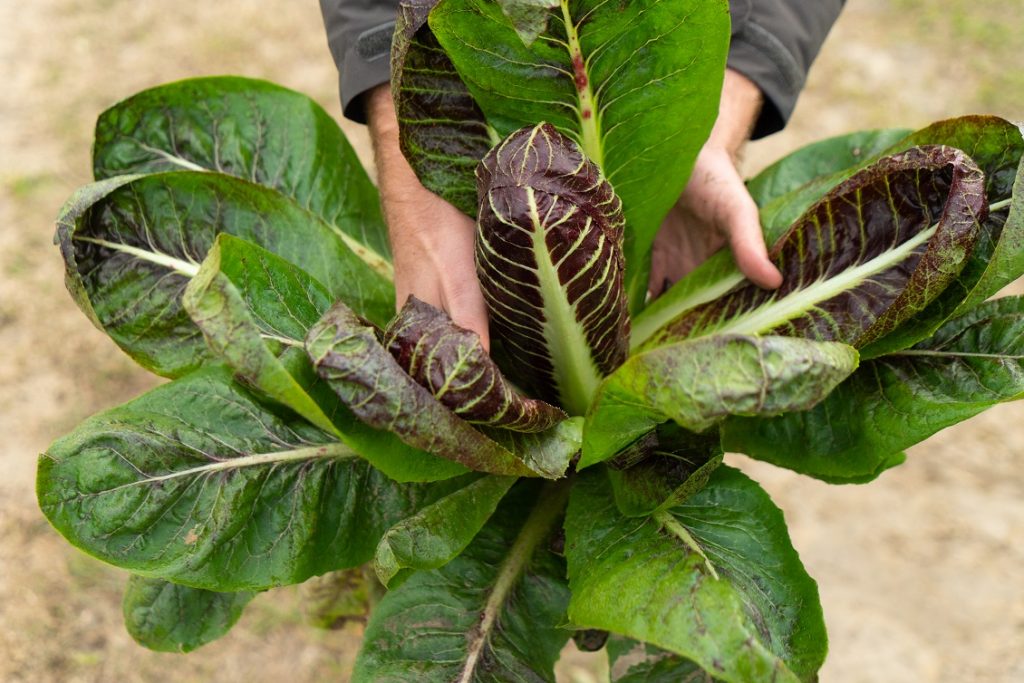 naturasi 2