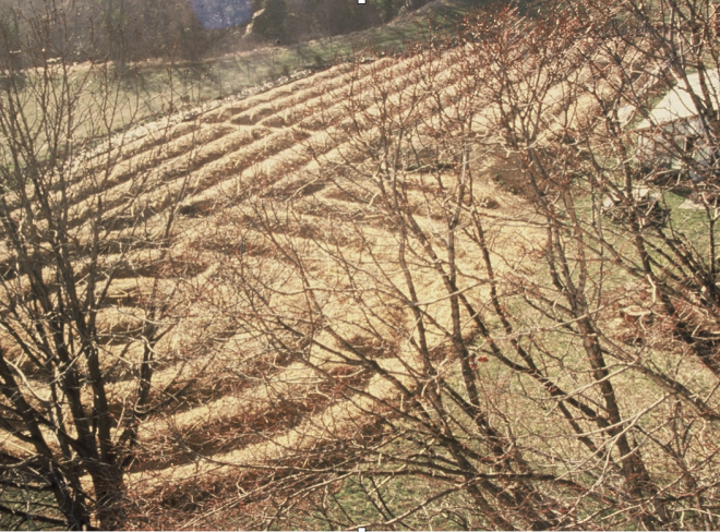 orto emilia