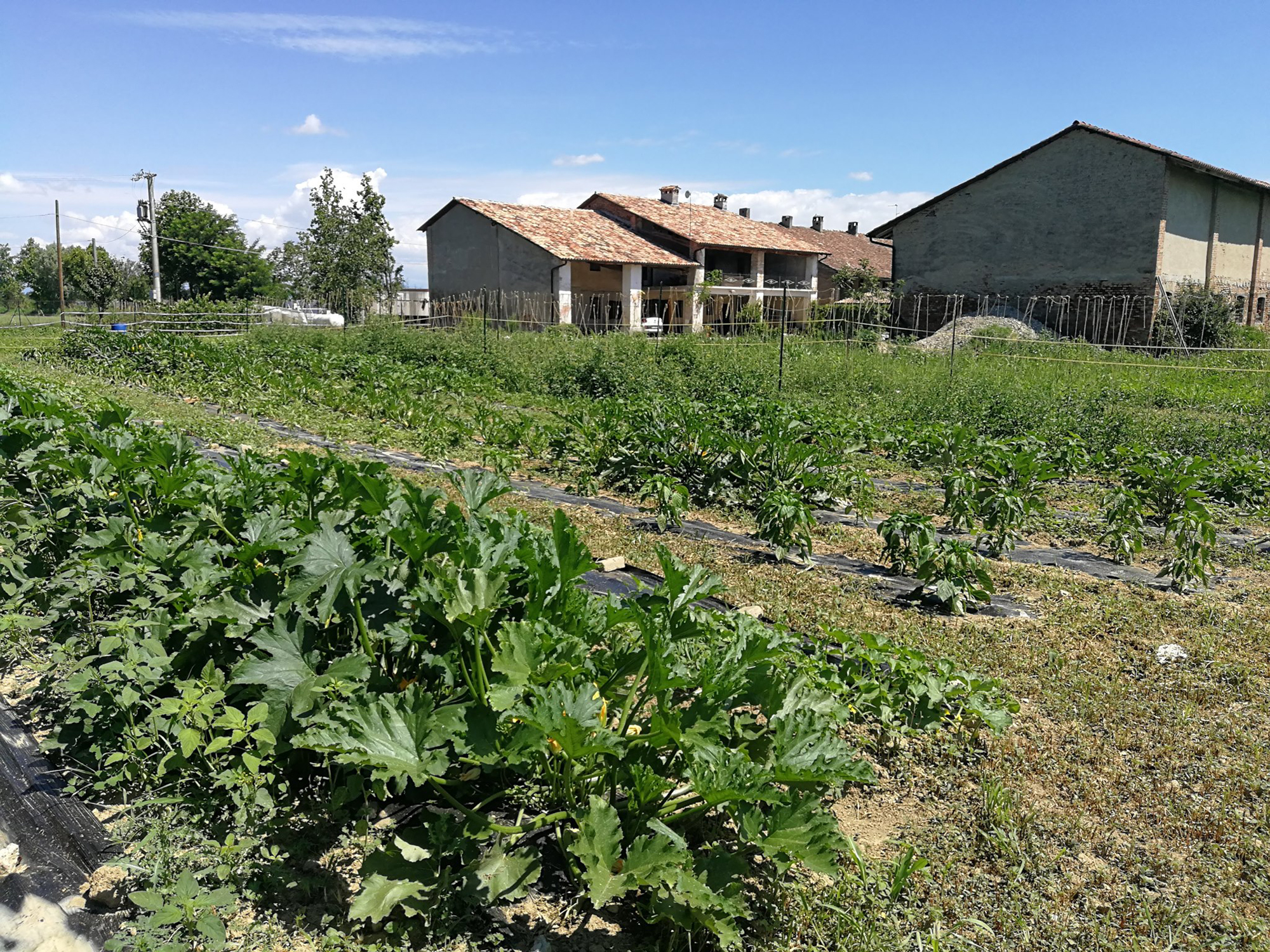 Agriponos1