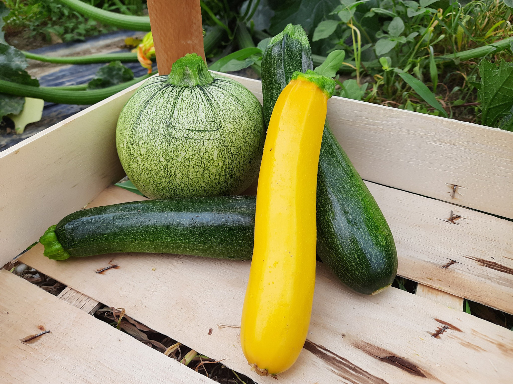 Agriponos2