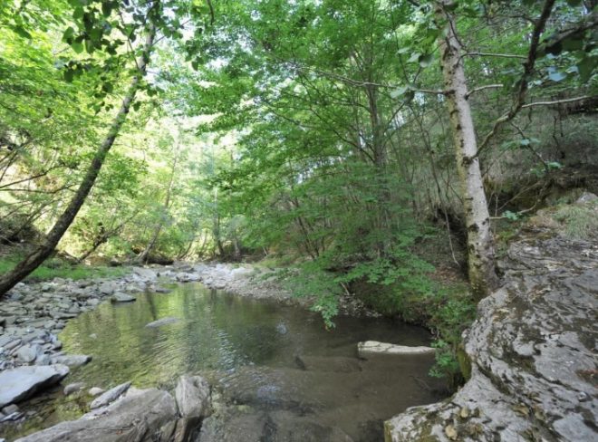 bosco corniolino 1