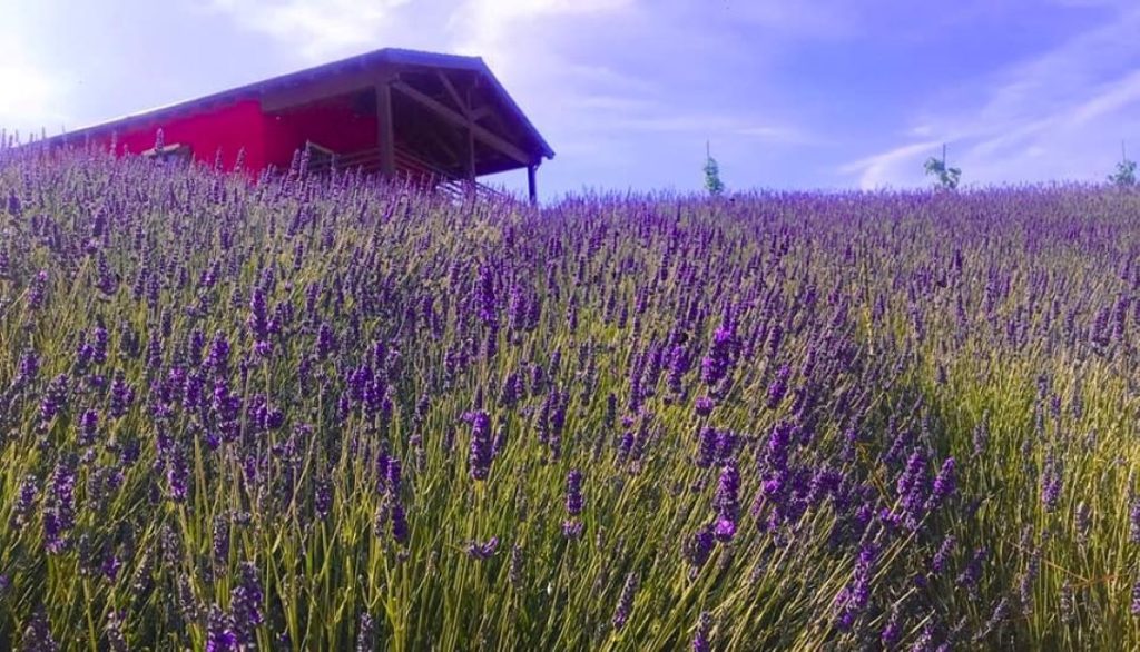 lavanda 1