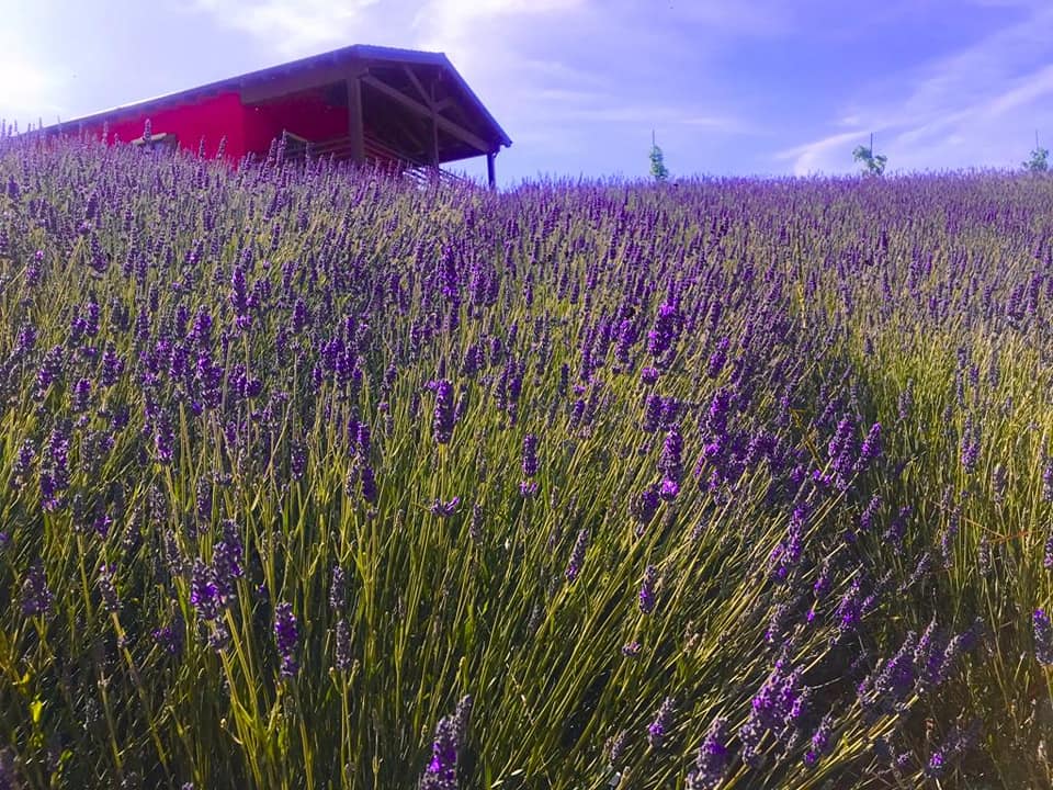 lavanda