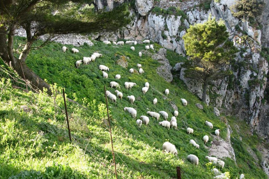 pecore caltabellotta