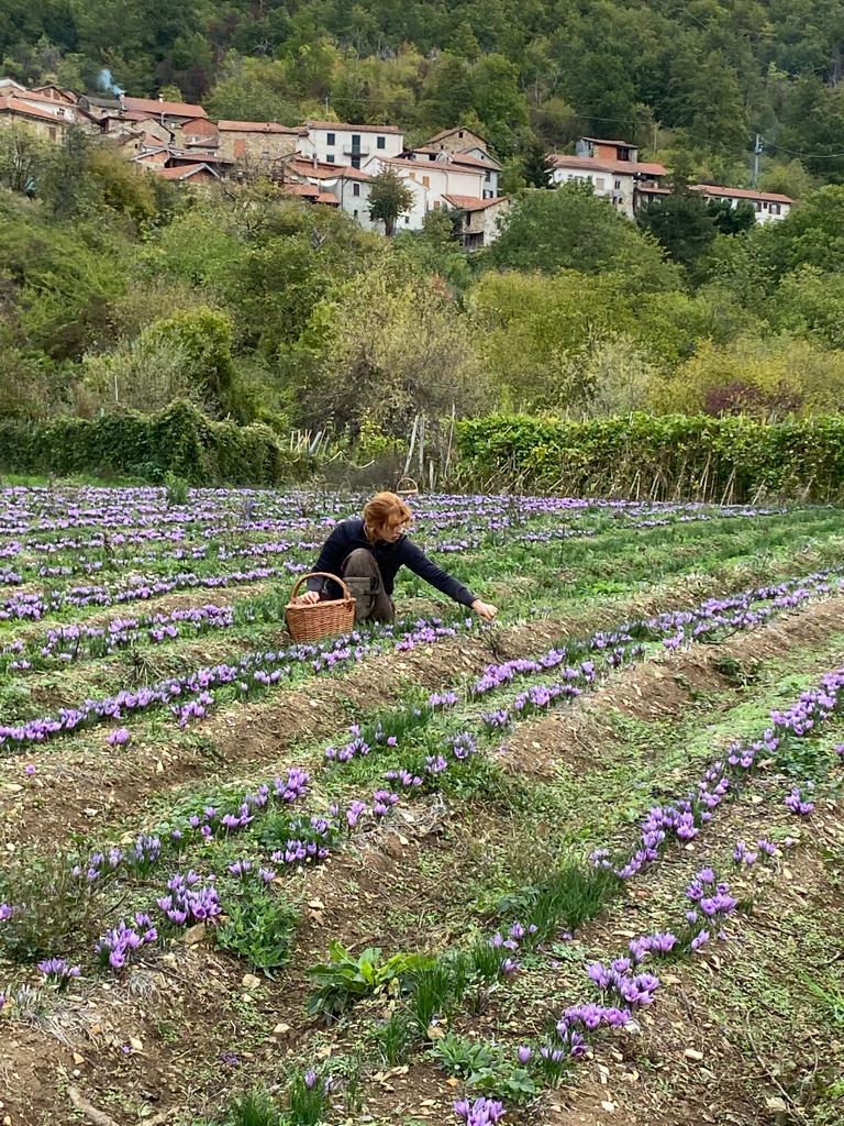 Campi di zafferano