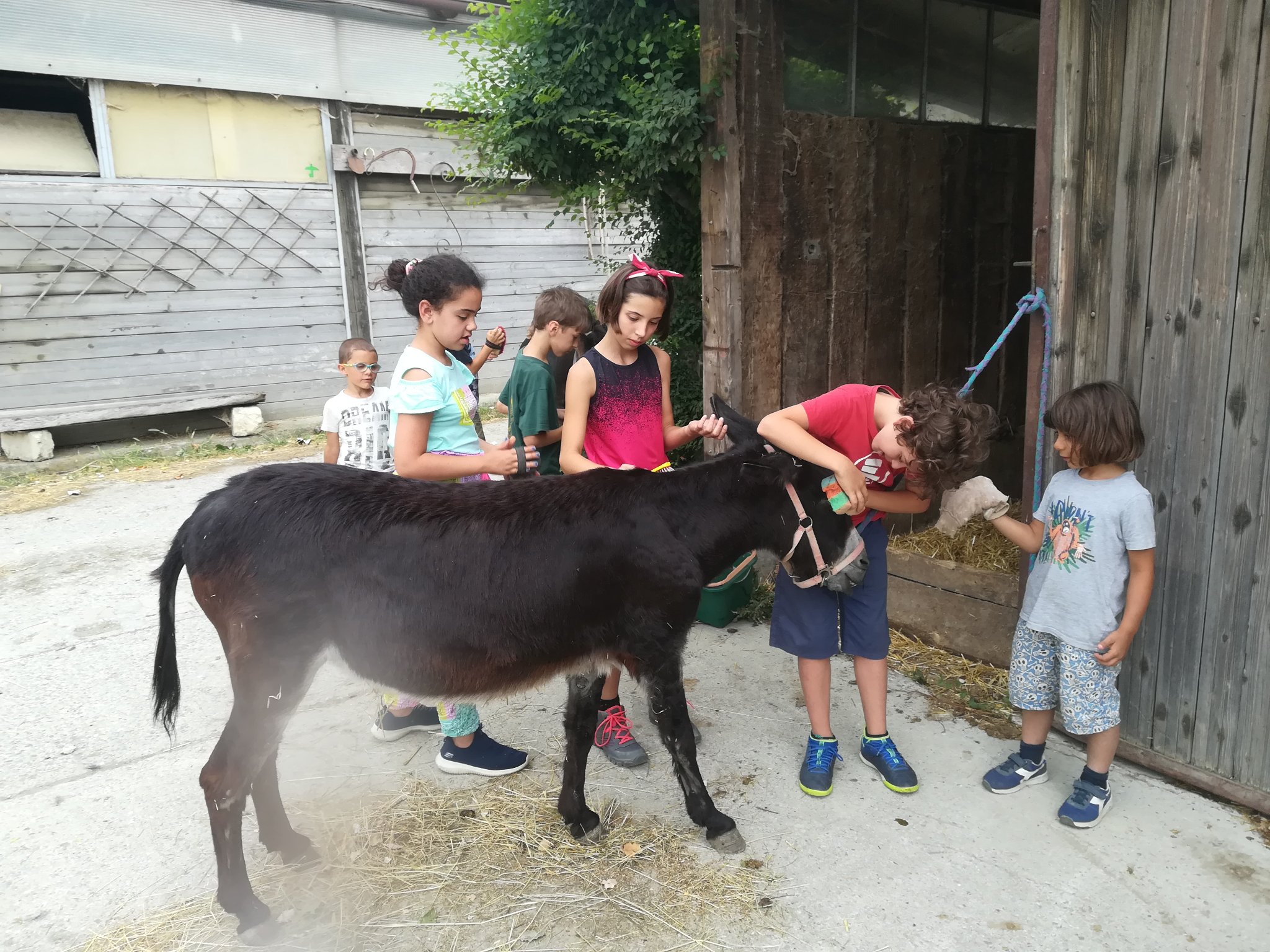 TALEA bambini e asini