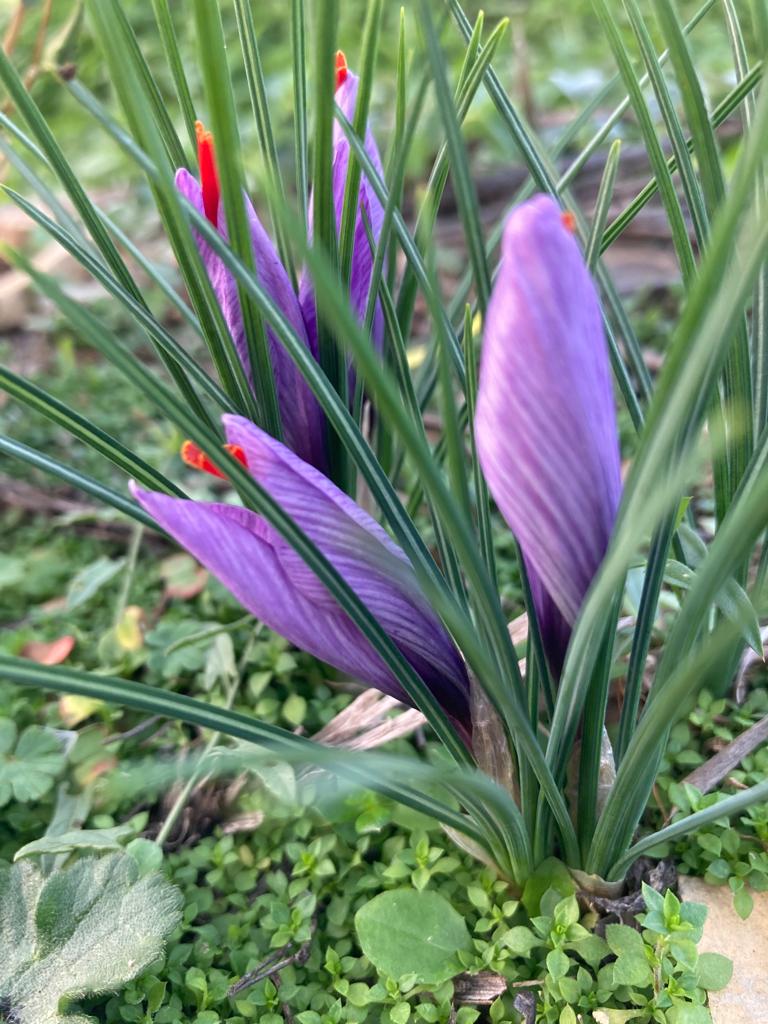 fiore di zafferano