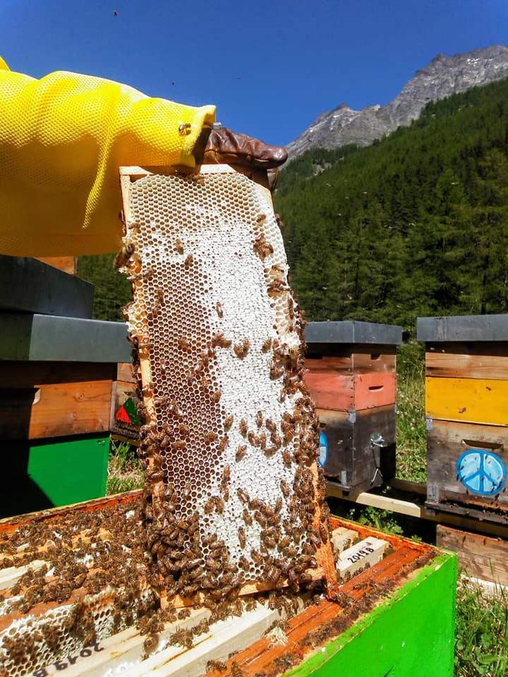 miele alta montagna