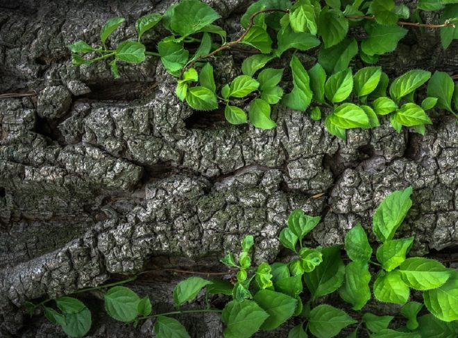 tronco albero foglie