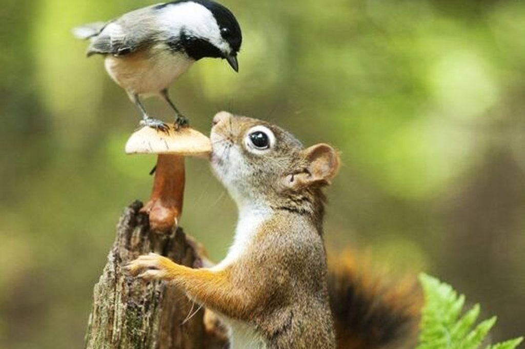 Animali Casacomune