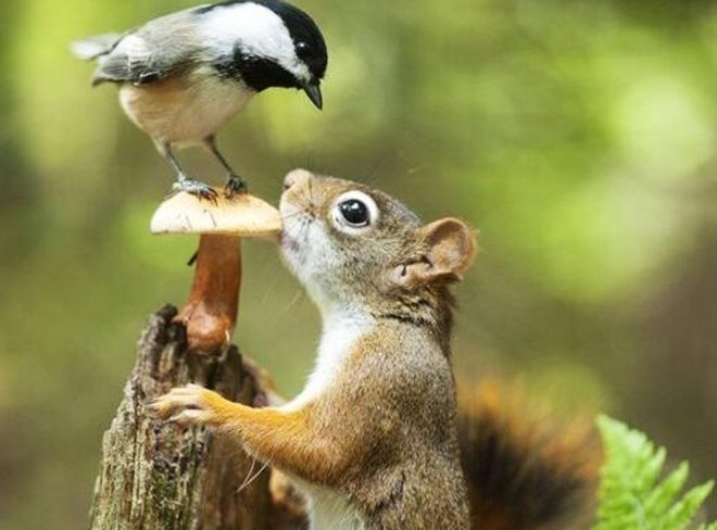 Animali Casacomune