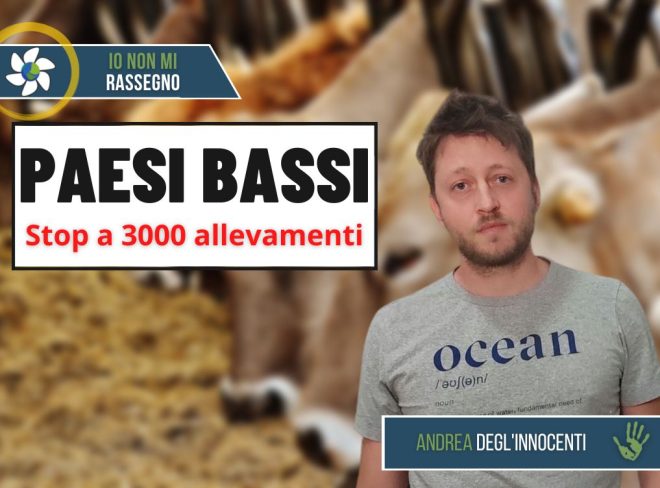 allevamenti intensivi