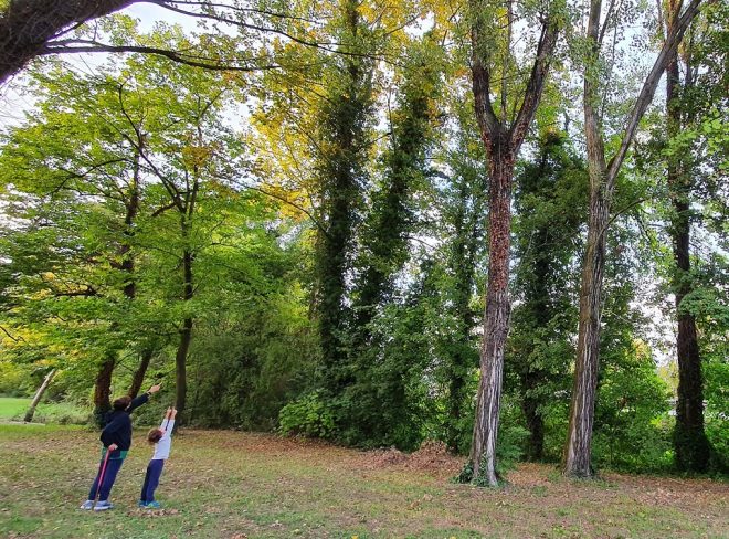 alberi via friburgo